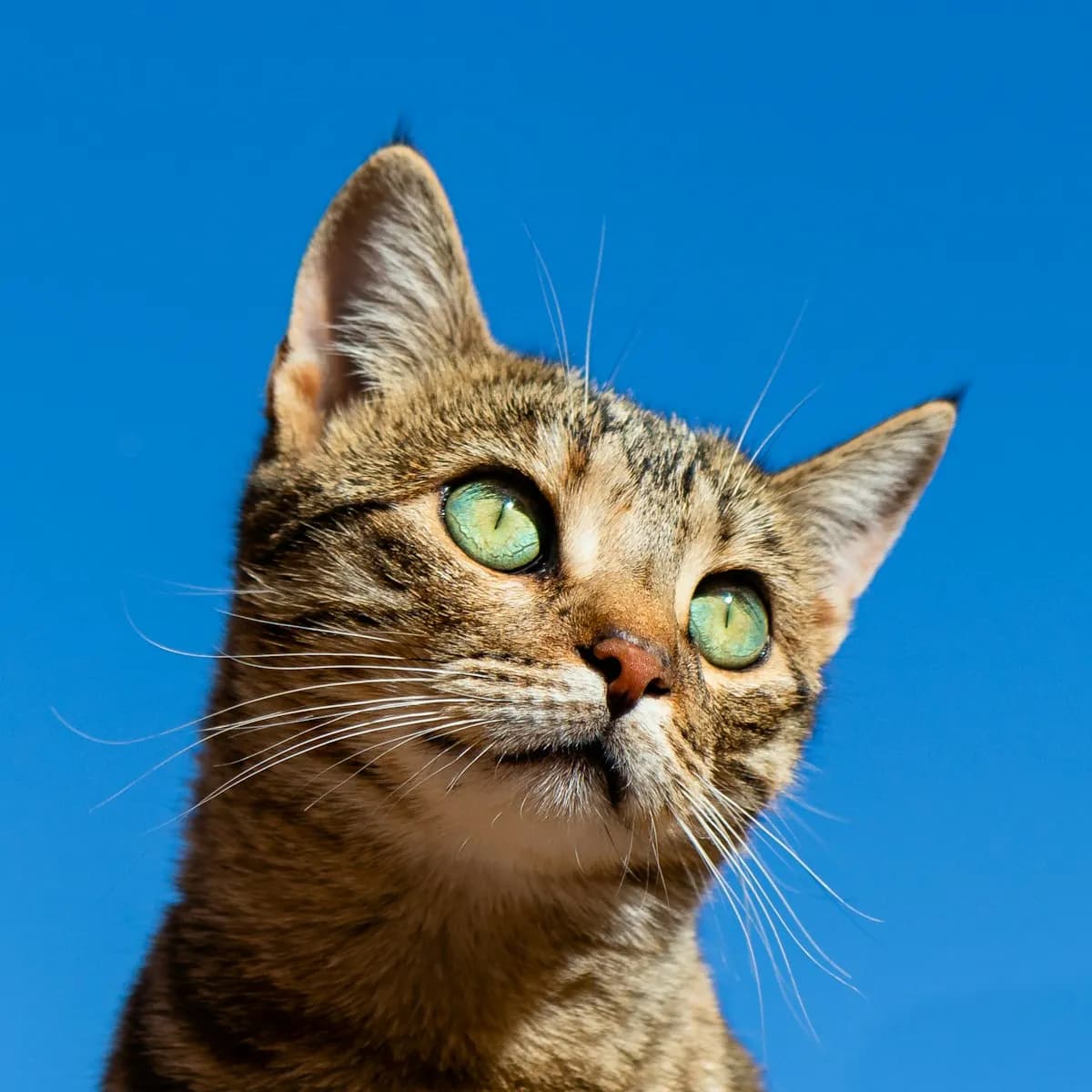 PERDIDA: Gata calicó "Luna", sector Costanera