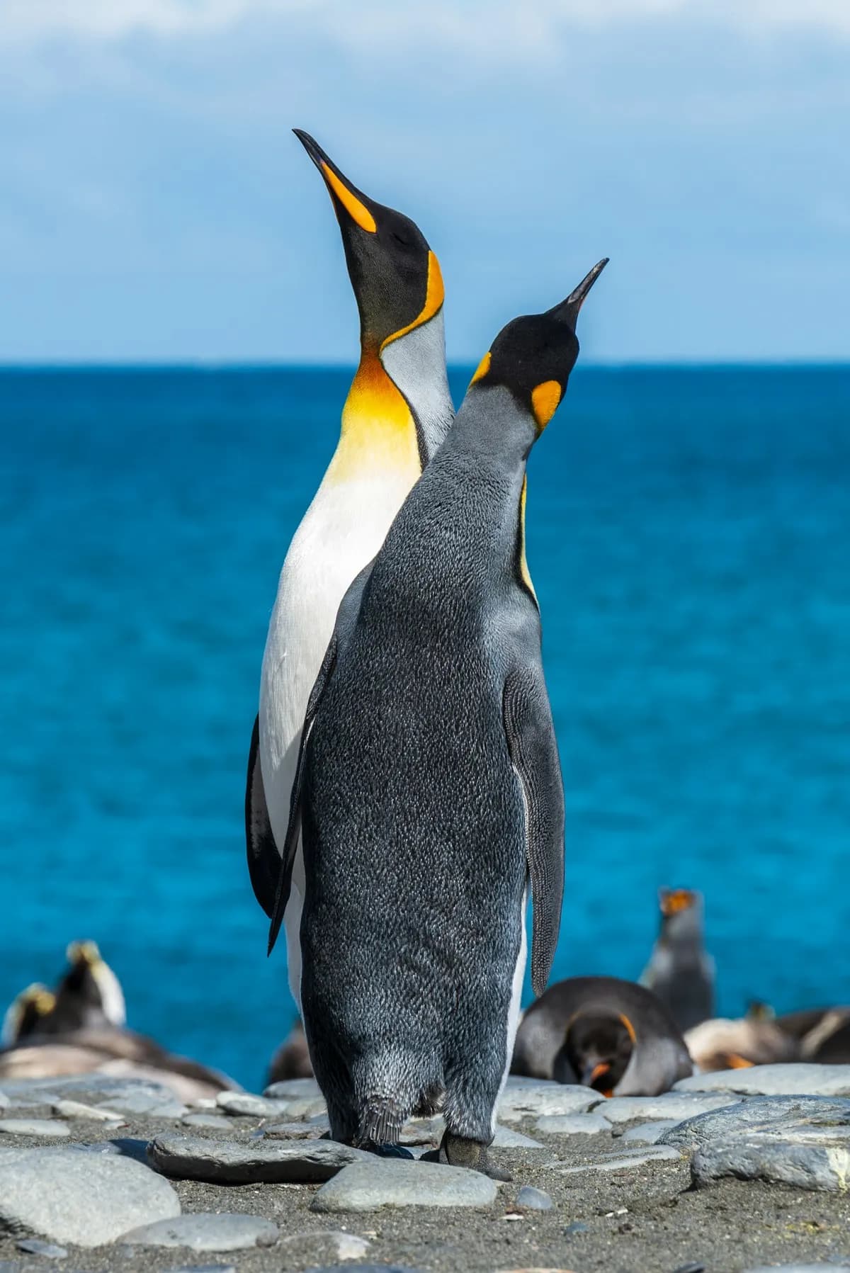 Tour Penguin Island — Día Completo con Guía Bilingüe